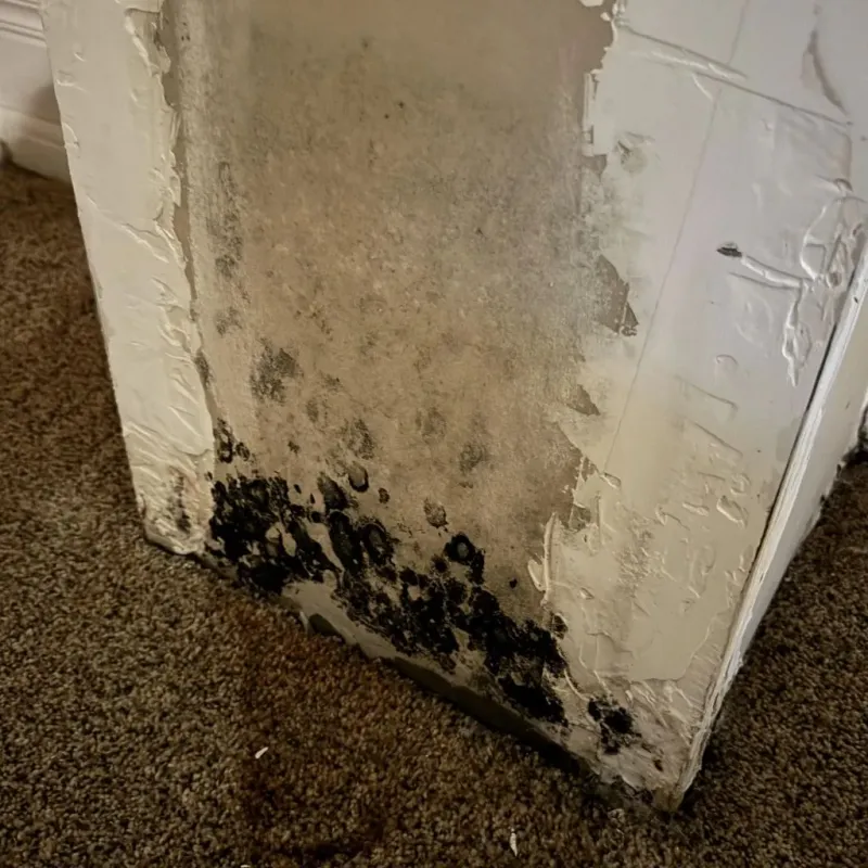 Professional Mold Removal in Clinton County, IA